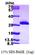 SDS-PAGE gel of recombinant human BDH2 protein under reducing conditions stained with Coomassie blue