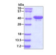 SDS-PAGE gel of recombinant human BPNT1 protein under reducing conditions stained with Coomassie blue