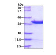 SDS-PAGE gel of recombinant human DCUN1D1 protein under reducing conditions Coomassie stain