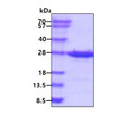 SDS-PAGE gel of recombinant human RAB1A protein 3µg under reducing conditions Coomassie blue stain