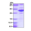 Recombinant human ATG5 protein SDS-PAGE gel under reducing conditions stained with Coomassie blue