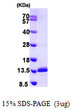 SDS-PAGE gel of recombinant human SNRPE protein 3ug under reducing conditions with Coomassie blue stain