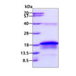 SDS-PAGE of recombinant human BATF protein 3µg under reducing conditions Coomassie blue stain