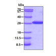 SDS-PAGE gel of recombinant E. coli fimC protein 3 µg under reducing conditions stained with Coomassie blue