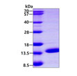 SDS-PAGE gel of recombinant human ERH protein 3µg under reducing conditions stained with Coomassie blue