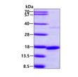 SDS-PAGE gel of recombinant human SNRPD2 protein under reducing conditions Coomassie blue stain