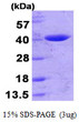 SDS-PAGE gel of recombinant E. coli AmpC Beta-lactamase protein under reducing conditions