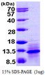 SDS-PAGE gel of recombinant human CCL1 I-309 protein under reducing conditions stained with Coomassie blue