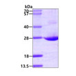 SDS-PAGE gel of recombinant human AES protein 3µg under reducing conditions Coomassie blue stain