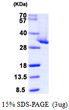 SDS-PAGE gel of recombinant human CLIC4 protein under reducing conditions Coomassie blue stain