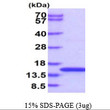 SDS-PAGE of recombinant human eIF-1b protein under reducing conditions