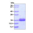 SDS-PAGE gel of recombinant human 4E-BP2 EIF4EBP2 protein under reducing conditions