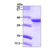 Recombinant human NECAP2 protein SDS-PAGE gel under reducing conditions stained with Coomassie blue