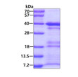 SDS-PAGE of recombinant human MORF4L2 protein 3μg under reducing conditions Coomassie blue stain