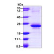 SDS-PAGE gel of recombinant human RBM8A protein 3µg under reducing conditions Coomassie blue stain
