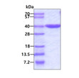 SDS-PAGE gel of recombinant human SEC13 protein 3µg under reducing conditions Coomassie blue stain