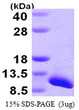 SDS-PAGE gel of recombinant human SNRPG protein under reducing conditions Coomassie stain