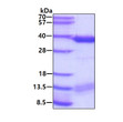 SDS-PAGE gel showing recombinant human ALKBH2 protein 3µg under reducing conditions Coomassie blue stain
