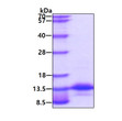 Recombinant human CCL3 MIP-1 alpha protein SDS-PAGE under reducing conditions stained with Coomassie blue