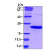 SDS-PAGE of recombinant human AIMP3 EEF1E1 protein under reducing conditions stained with Coomassie blue