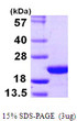 SDS-PAGE gel of recombinant human COPZ1 protein 3µg under reducing conditions stained with Coomassie blue