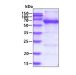 Recombinant human HSPBAP1 protein SDS-PAGE gel under reducing conditions stained with Coomassie blue