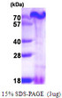 SDS-PAGE gel of recombinant human PA1 PAGR1 protein under reducing conditions