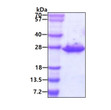 SDS-PAGE of recombinant human CLPP protein 3µg under reducing conditions stained with Coomassie blue