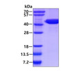 Recombinant E.coli ansA protein SDS-PAGE gel showing 3µg under reducing conditions with Coomassie blue staining