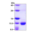 SDS-PAGE gel of recombinant human S100A3 protein 3 µg under reducing conditions Coomassie blue stain
