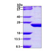 SDS-PAGE of recombinant human BBS3 ARL6 protein under reducing conditions Coomassie blue stain