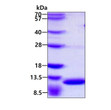 SDS-PAGE gel of recombinant mouse S100A8 protein under reducing conditions Coomassie blue stain