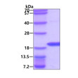 SDS-PAGE gel of recombinant human AG-3 protein 3µg under reducing conditions stained with Coomassie blue