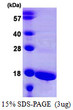 SDS-PAGE gel showing recombinant human ATP5D protein 3µg under reducing conditions with Coomassie blue stain