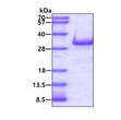 SDS-PAGE gel showing recombinant human RAB3D protein 3ug under reducing conditions Coomassie blue stain