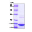 SDS-PAGE gel of recombinant human PPBP CXCL7 protein under reducing conditions