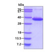 SDS-PAGE gel of recombinant human NAT1 protein 3µg under reducing conditions Coomassie blue stain