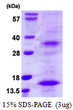 SDS-PAGE gel of recombinant human BST-2 Tetherin protein under reducing conditions stained with Coomassie blue
