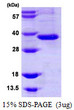 SDS-PAGE of recombinant human Omentin ITLN1 protein under reducing conditions