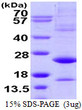 SDS-PAGE gel of recombinant human ATF3 protein under reducing conditions Coomassie stain