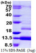 SDS-PAGE of recombinant human TFF1 protein under reducing conditions with Coomassie blue stain
