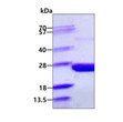 SDS-PAGE gel of recombinant E. coli PPA protein under reducing conditions Coomassie blue stain