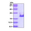 SDS-PAGE gel showing recombinant human HMGA1 protein 3μg under reducing conditions Coomassie blue stain