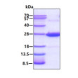 SDS-PAGE gel of recombinant human Crystallin beta A4 CRYBA4 protein 3µg reducing conditions Coomassie stain