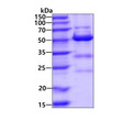 SDS-PAGE gel of recombinant human KAT2A GCN5 protein under reducing conditions stained with Coomassie blue