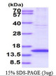 SDS-PAGE gel of recombinant human CENPH protein under reducing conditions stained with Coomassie blue