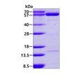 SDS-PAGE of recombinant human NT5C2 protein 3µg under reducing conditions with Coomassie blue stain