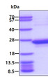 SDS-PAGE gel of recombinant human C8G protein 3µg under reducing conditions Coomassie blue stain