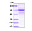 SDS-PAGE gel of recombinant human PINK1 protein under reducing conditions stained with Coomassie blue