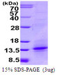 SDS-PAGE gel of recombinant human GITR Ligand TNFSF18 protein under reducing conditions
